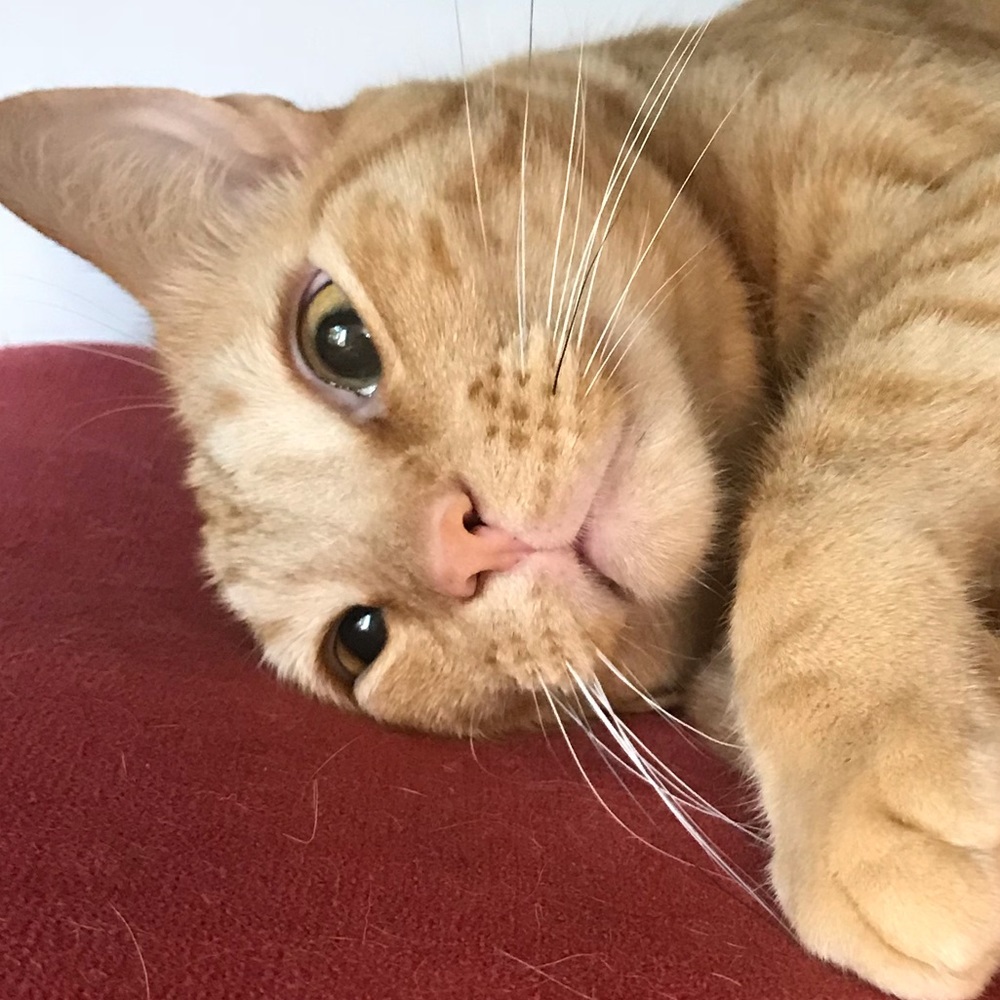 Meet your Posher, Leo